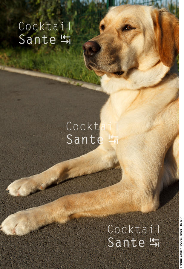 ASTIER-Handicap-Visuel-chien-guide-0047037.jpg